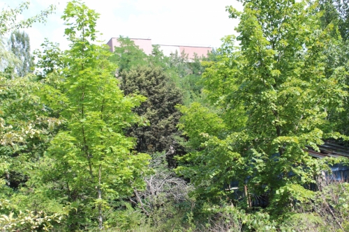 IMG 1078